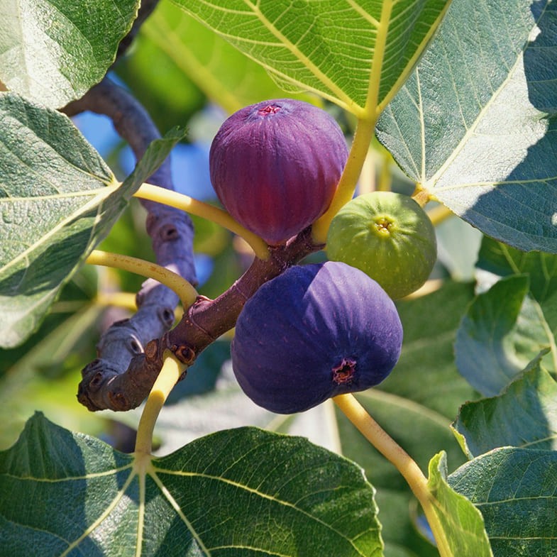 Figuier Grise de Saint-Jean (Ficus carica Grise de Saint Jean)