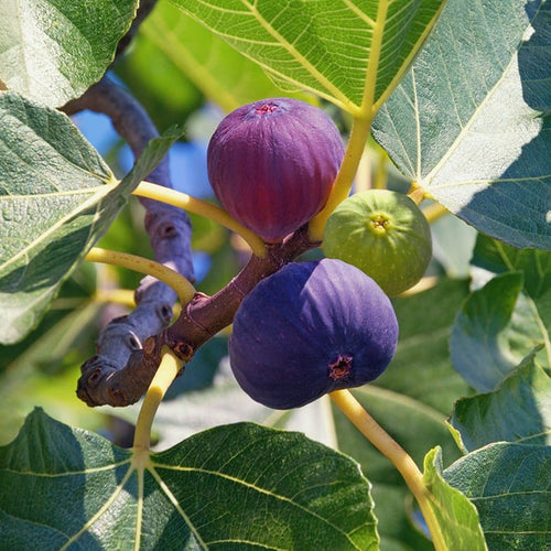 Figuier Grise de Saint-Jean (Ficus carica Grise de Saint Jean)