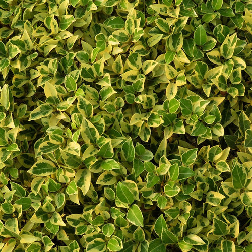 Fusain du Japon 'Aureus' (Euonymus Japonicus)