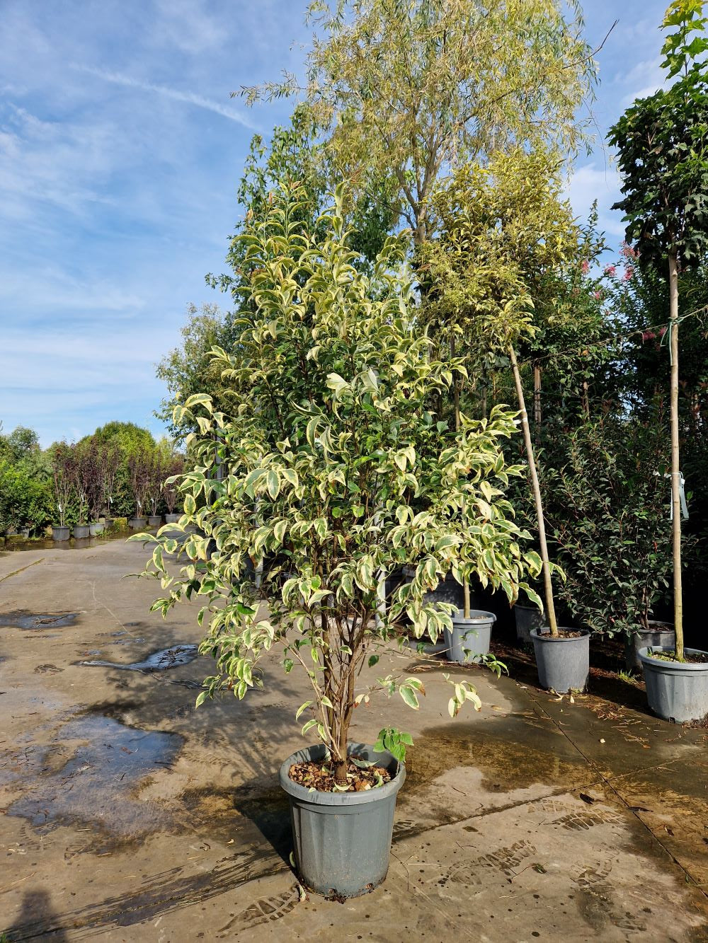 Troène du Japon Panaché (Ligustrum Japonicum 'Excelsum Superbum')
