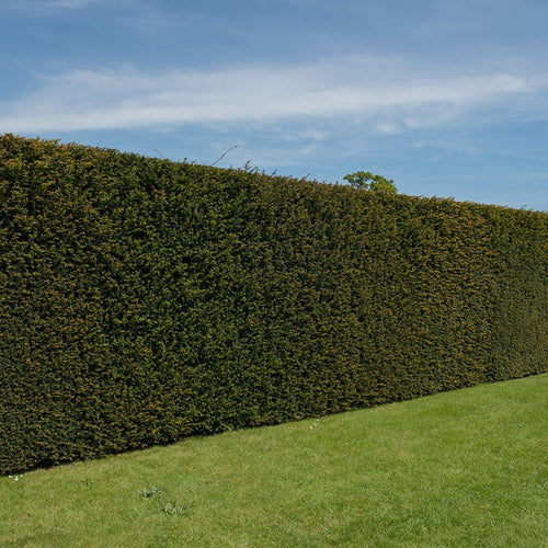 If Commun (Taxus Baccata)