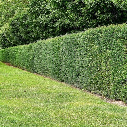 If Commun (Taxus Baccata)