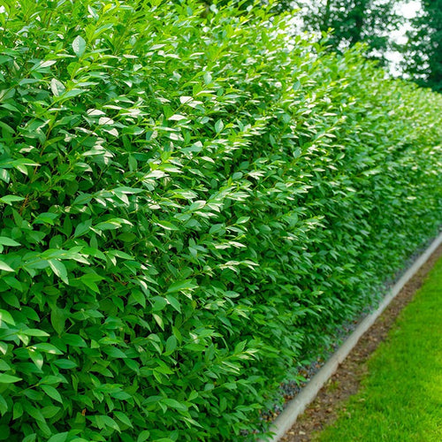 Troène du Japon (Ligustrum Japonicum)