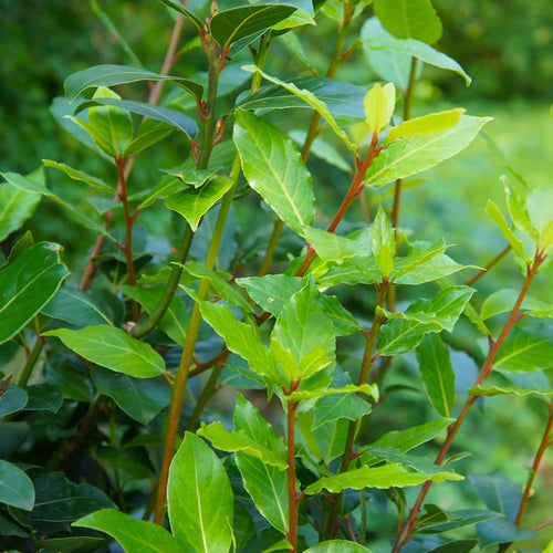 Laurier Sauce ( Laurus nobilis )