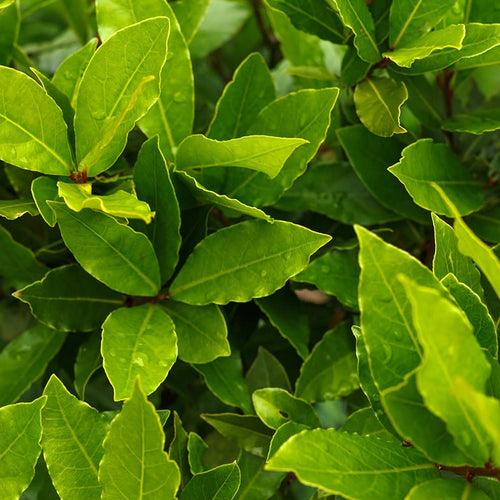 Laurier Sauce ( Laurus nobilis )