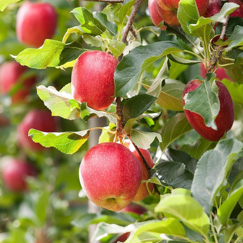 Pommier Gala (Malus domestica Gala)