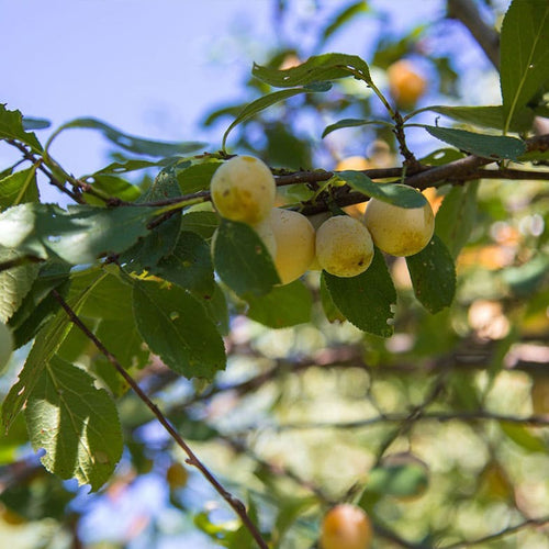 Prunier Reine Claude Dorée (Prunus Domestica Reine Claude)
