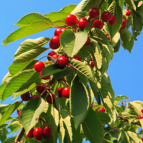 Cerisier Bigarreau Burlat (Prunus avium Bigarreau Burlat)