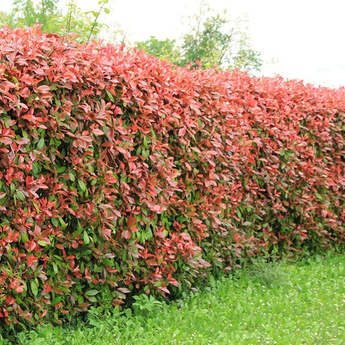 Photinia Red Robin (Classique)