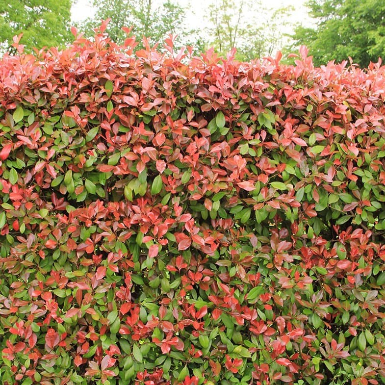 Photinia Red Robin (En touffe)