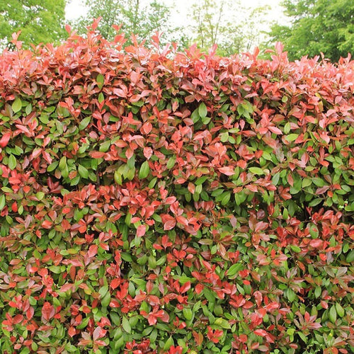 Photinia Red Robin (En touffe)