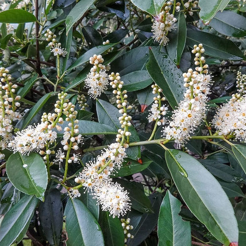 Laurier du Portugal ( Prunus lusitanica )