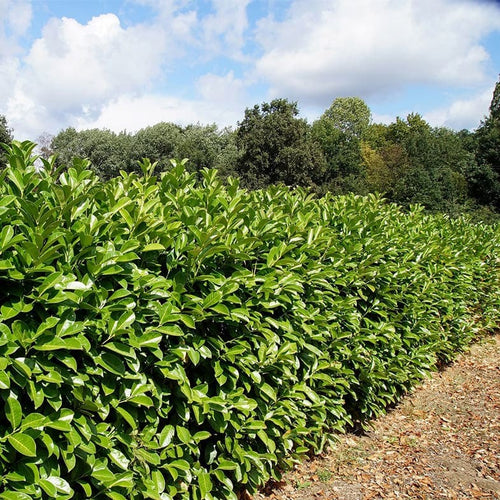 Laurier Palme (  Prunus laurocerasus )