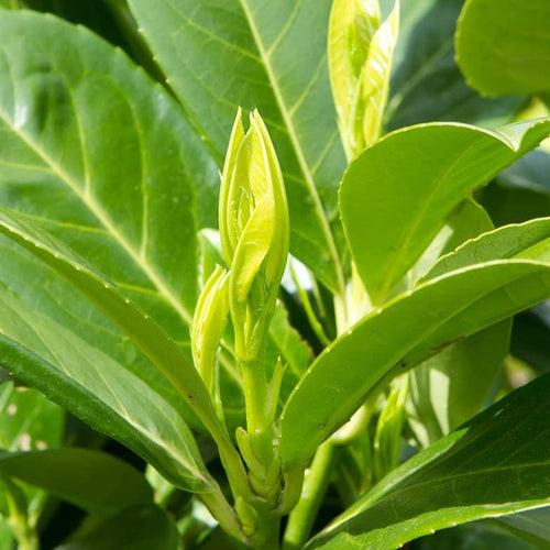 Laurier Palme (  Prunus laurocerasus )