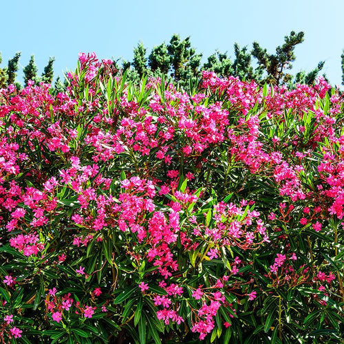 Laurier Rose ( Nerium Oleander )