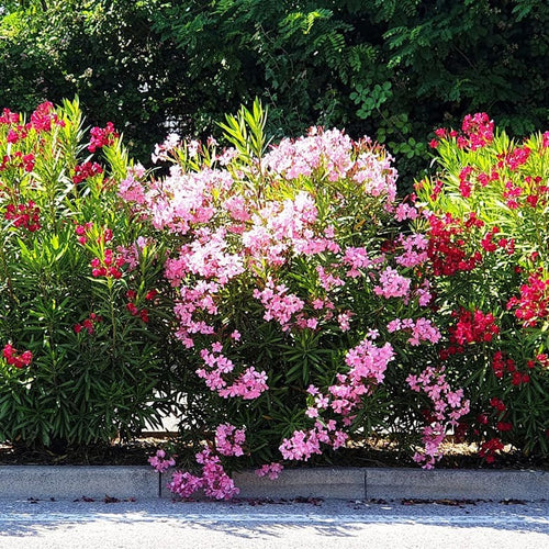 Laurier Rose ( Nerium Oleander )