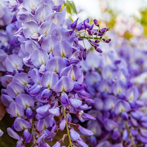 Glycine (Wisteria Brachybotrys)