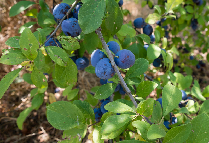 Prunier Quetsche d'Alsace (Prunus domestica Quetsche d'Alsace)