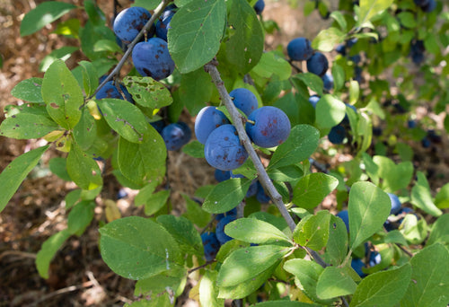 Prunier Quetsche d'Alsace (Prunus domestica Quetsche d'Alsace)