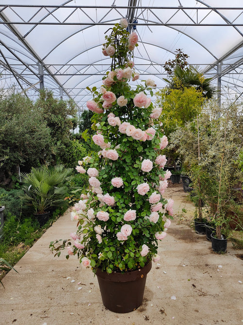 Rosier Cône