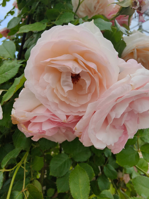 Rosier Demi-Tige