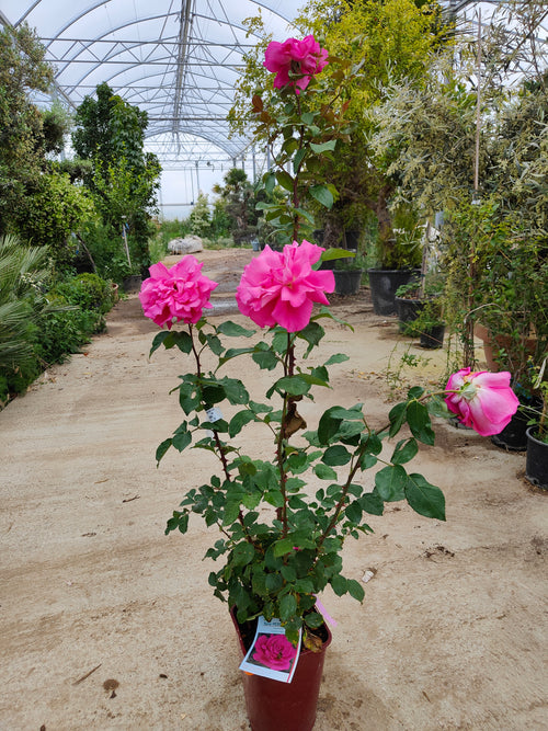 Rosier Touffe