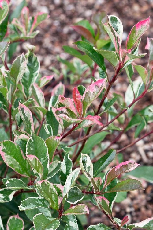 Photinia Pink Marble (Photinia Fraseri Pink Marble)