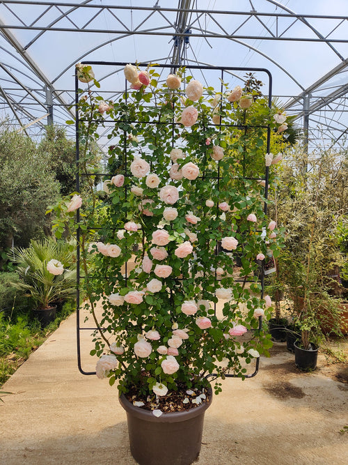 Rosier en Palissade