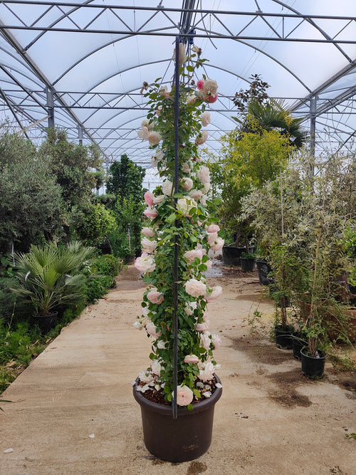 Rosier en Palissade