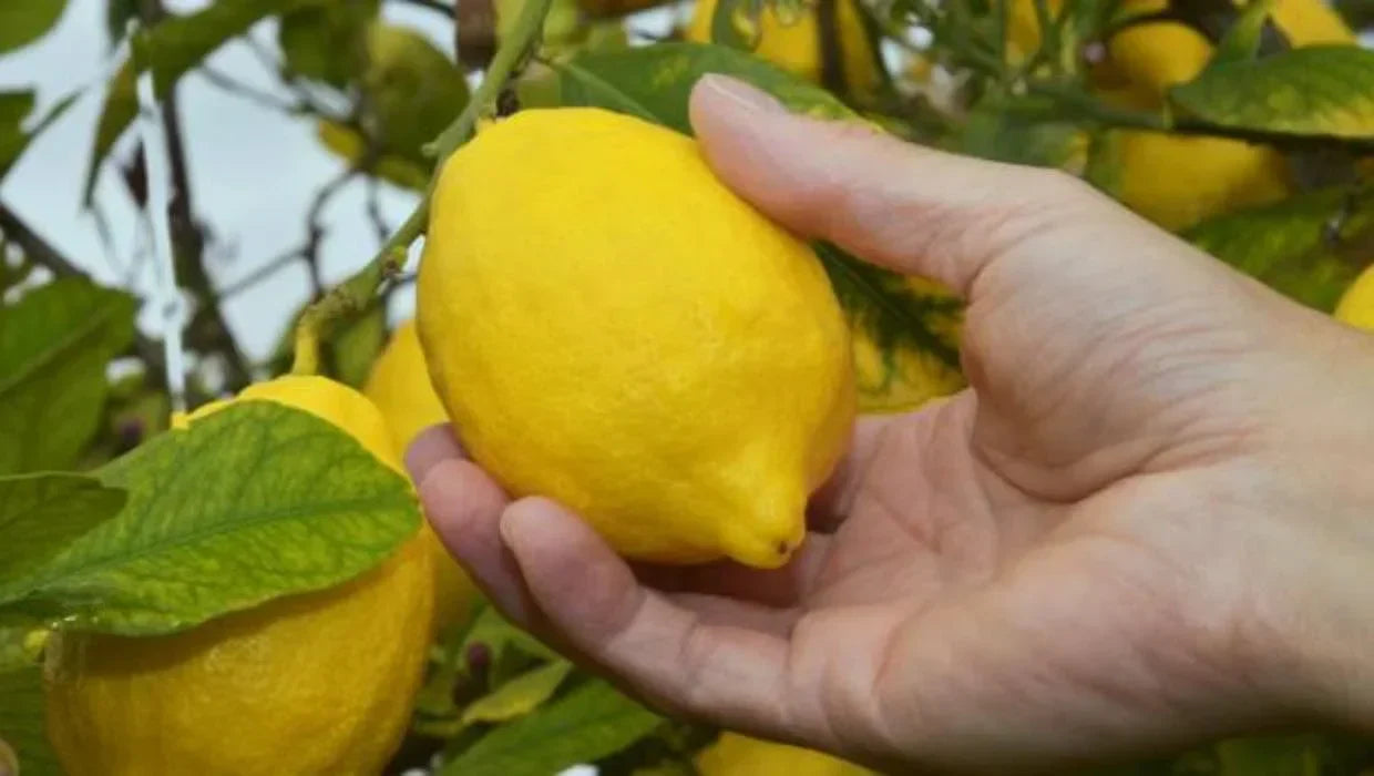 Quelles sont les maladies du citronnier ?