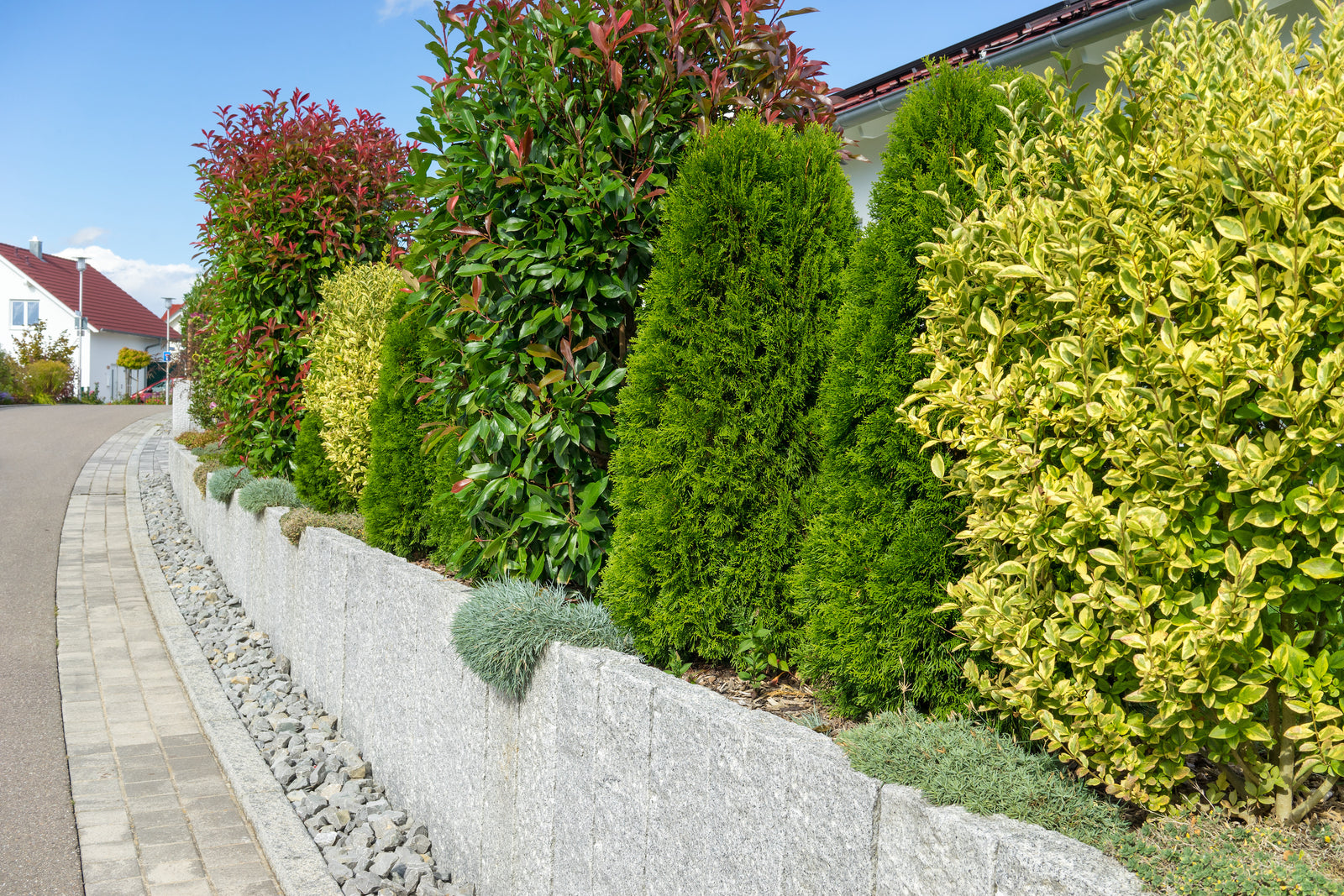 À quelle distance dois-je planter mes plantes pour créer une haie ?