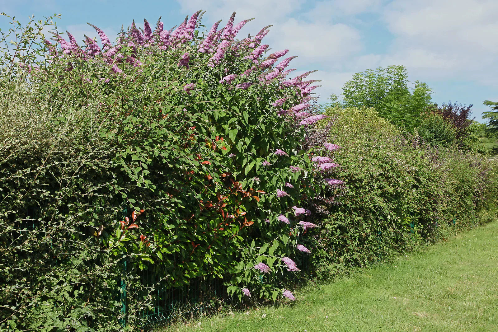 Quelles variétés mélanger pour créer une haie mixte ? – Plante Île-de ...