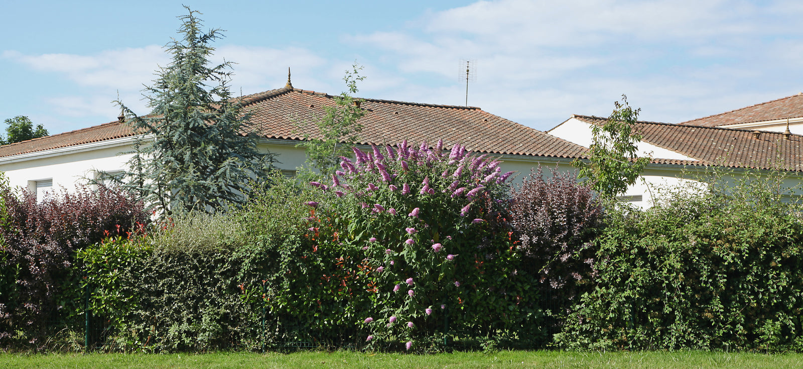 Les 5 meilleurs plantes pour se protéger d'un vis-àvis