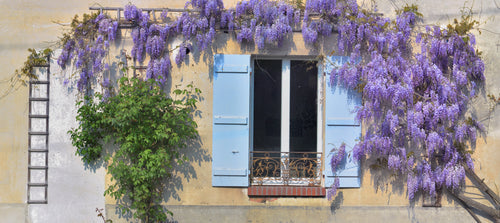 Quelle plante grimpante choisir pour embellir un mur ?