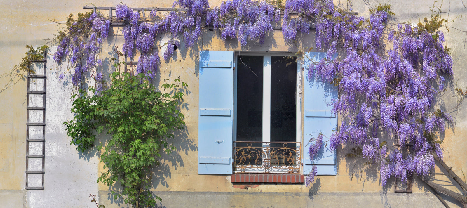 Quelle plante grimpante choisir pour embellir un mur ?