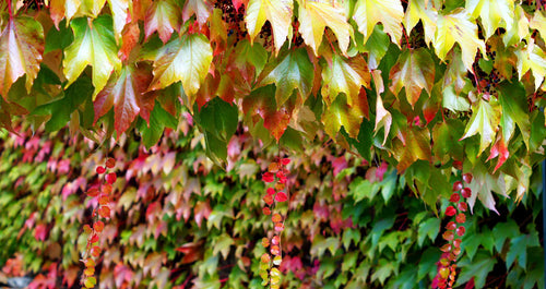 La vigne vierge : nos conseils d'entretien