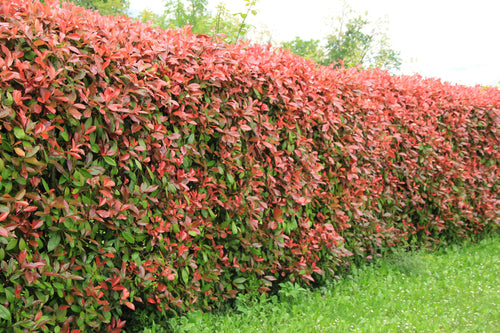 Comment acheter une plante de haie ?