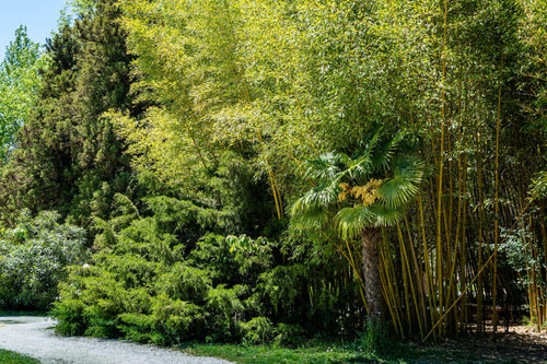 Les variétés de plantes d'extérieur peuvent-elles être mixées entre elles ?