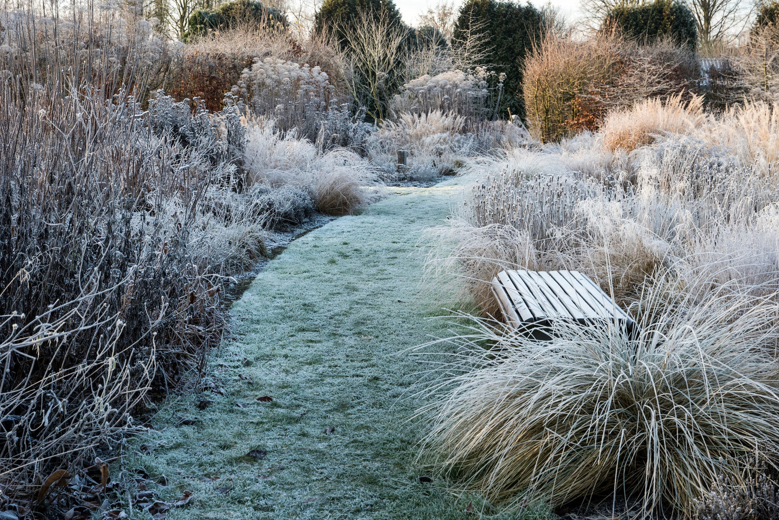Les 5 meilleures plantes pour l'hiver