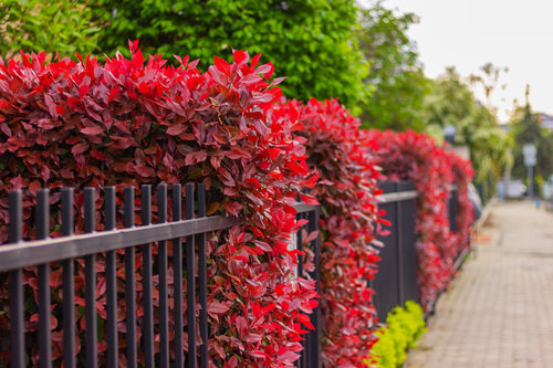 Zoom sur le Photinia et ses différentes variétés