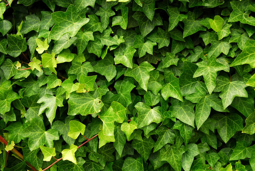 Le lierre, un atout décoratif pour votre jardin