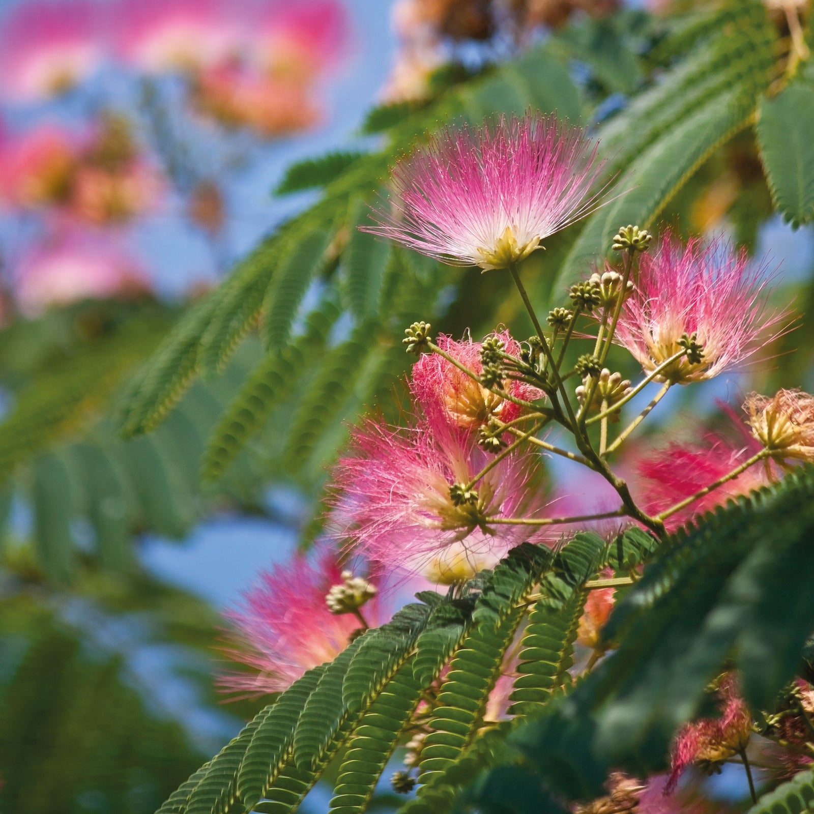 Floraison de l’albizia : quand et comment la favoriser ?