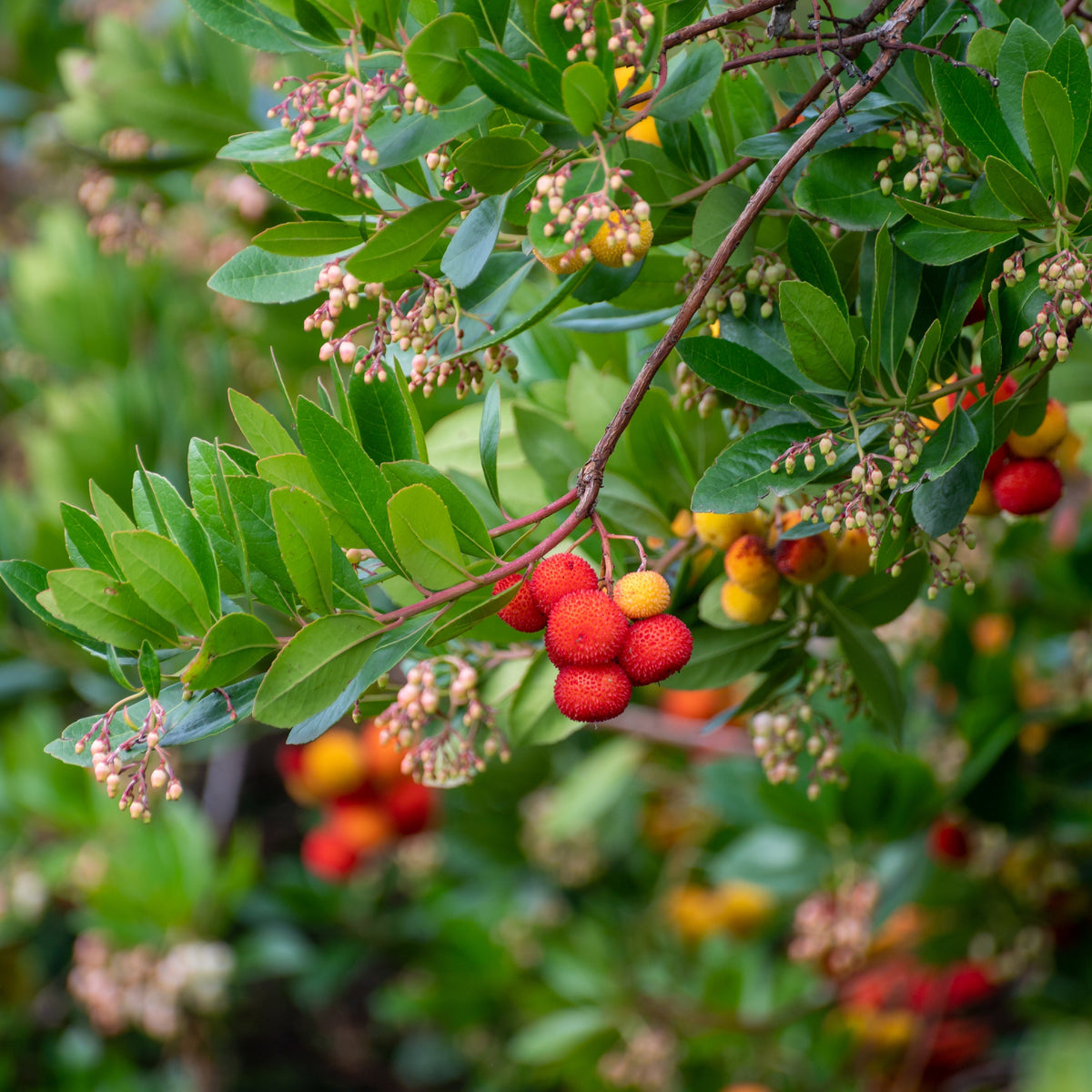 Quels sont les bienfaits de l’arbousier pour la biodiversité ?