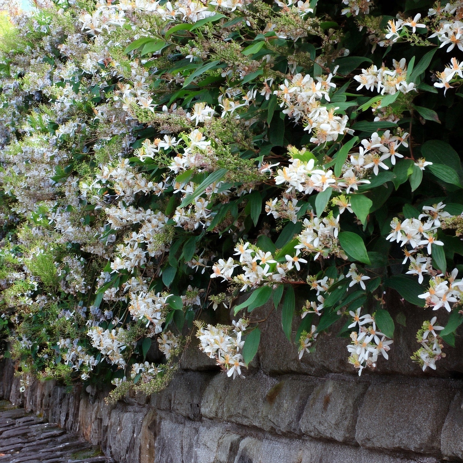haie de jasmin étoilé à fleurs blanches