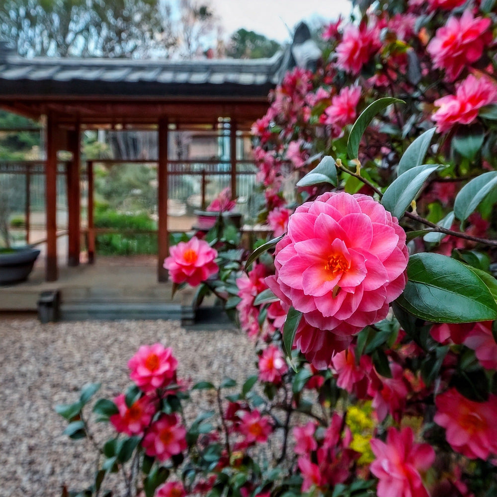 camélia japonais japonica jardin japonais