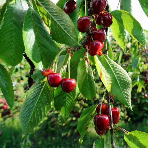 photo de cerisier burlat avec des cerises