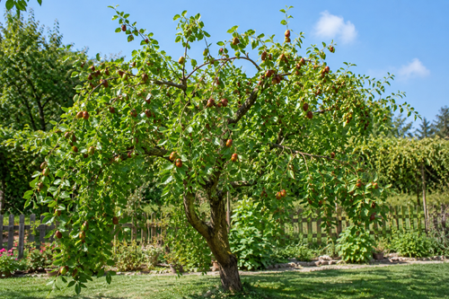 3 fruitiers productifs et résistants à la sécheresse pour votre jardin