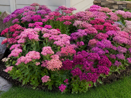 Sedum : le guide complet pour le planter et l'entretenir au jardin