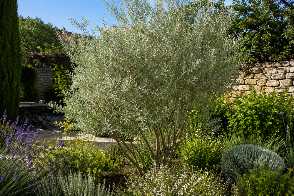 Tout savoir sur l'Olivier de Bohème avant de l'adopter dans votre jardin ?