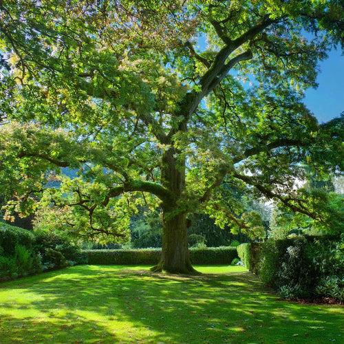 chêne vert dans un jardin